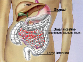 Enteric Coating