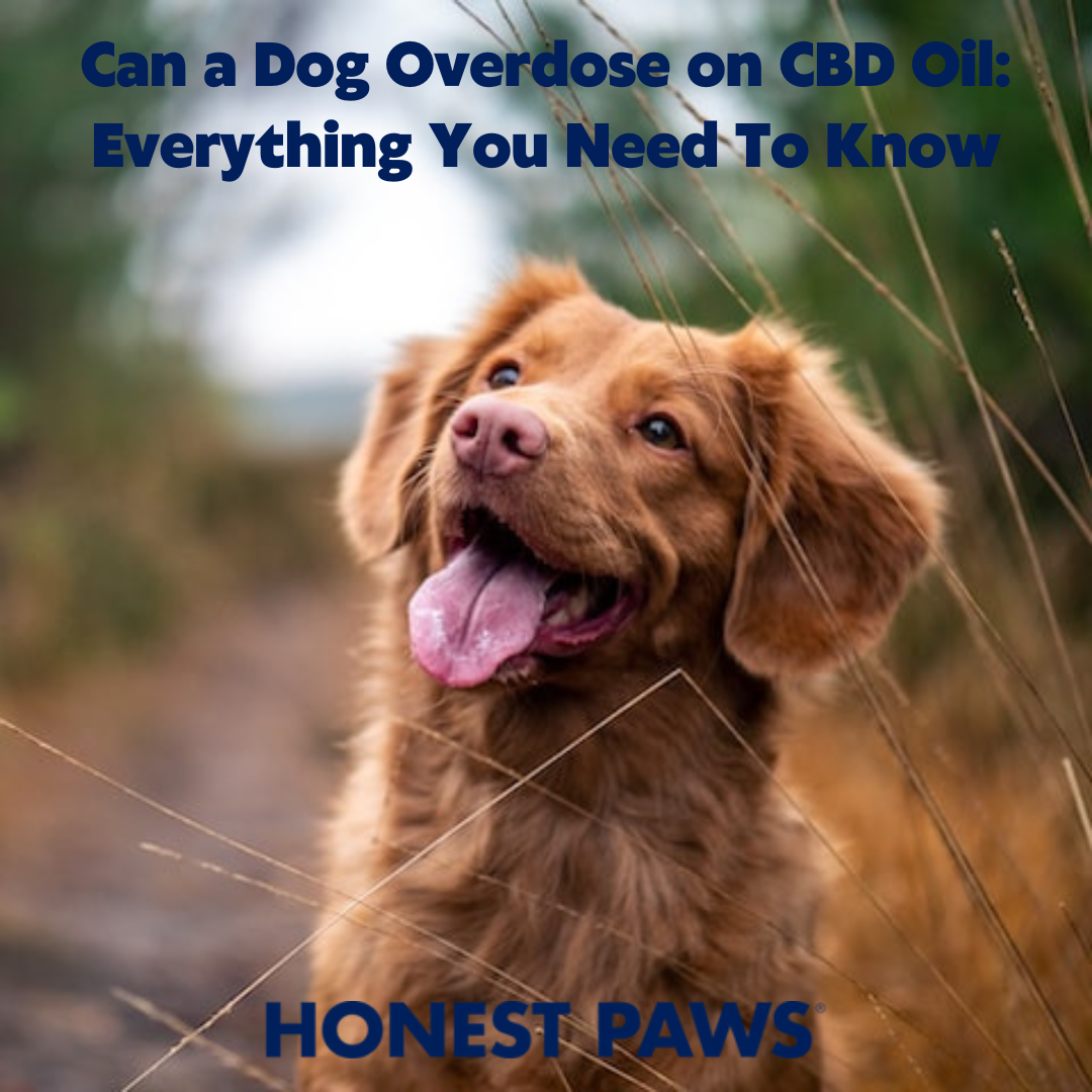 what happens if my dog gets too much hemp oil