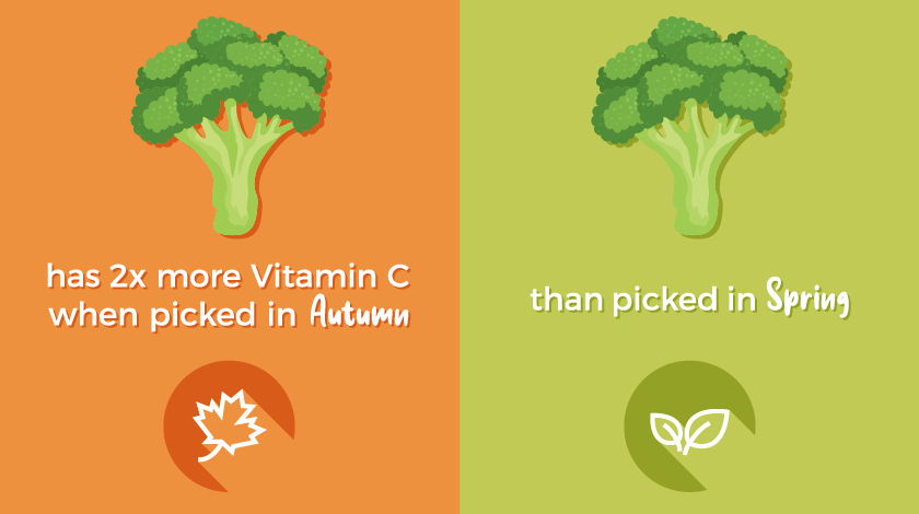 Broccoli in autumn has two times the vitamin C content of broccoli harvest in the spring time.