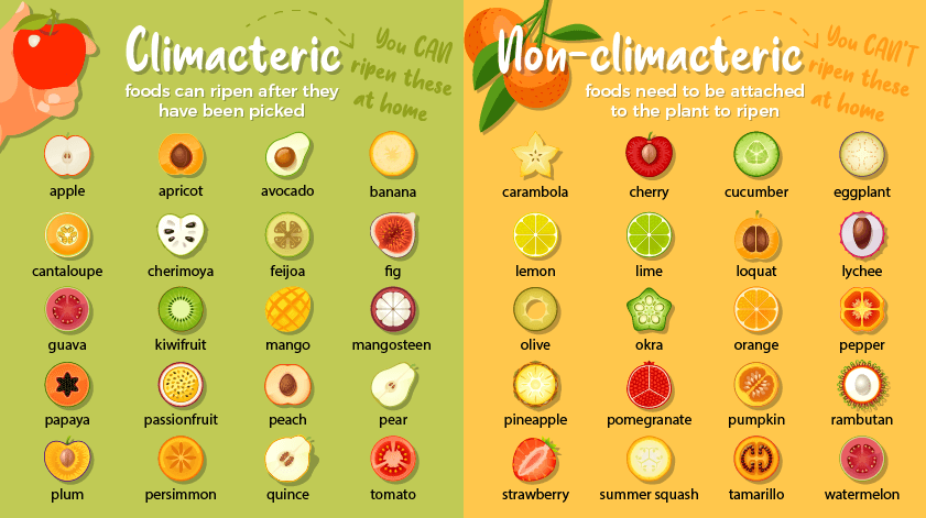 Compares climacteric fruits (ones that can ripen after they are picked) with non-climacteric fruits (which need to be attached to the plant to ripen).