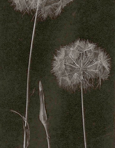 Dandelion