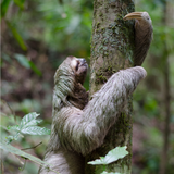 bright body kapha imbalance vikruti slow sloth lazy inability to get moving stubborn