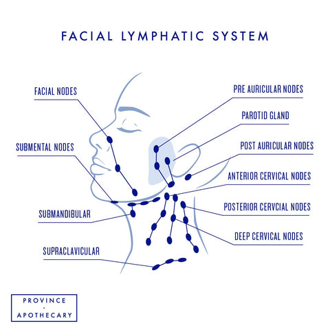 Province Apothecary Facial Lymph Nodes