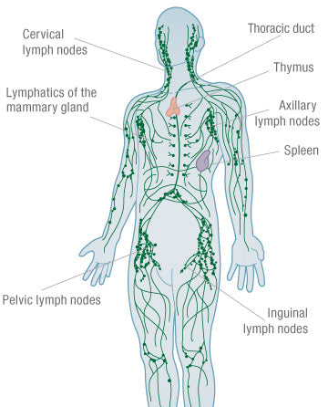 Lymphatic System Bright Body
