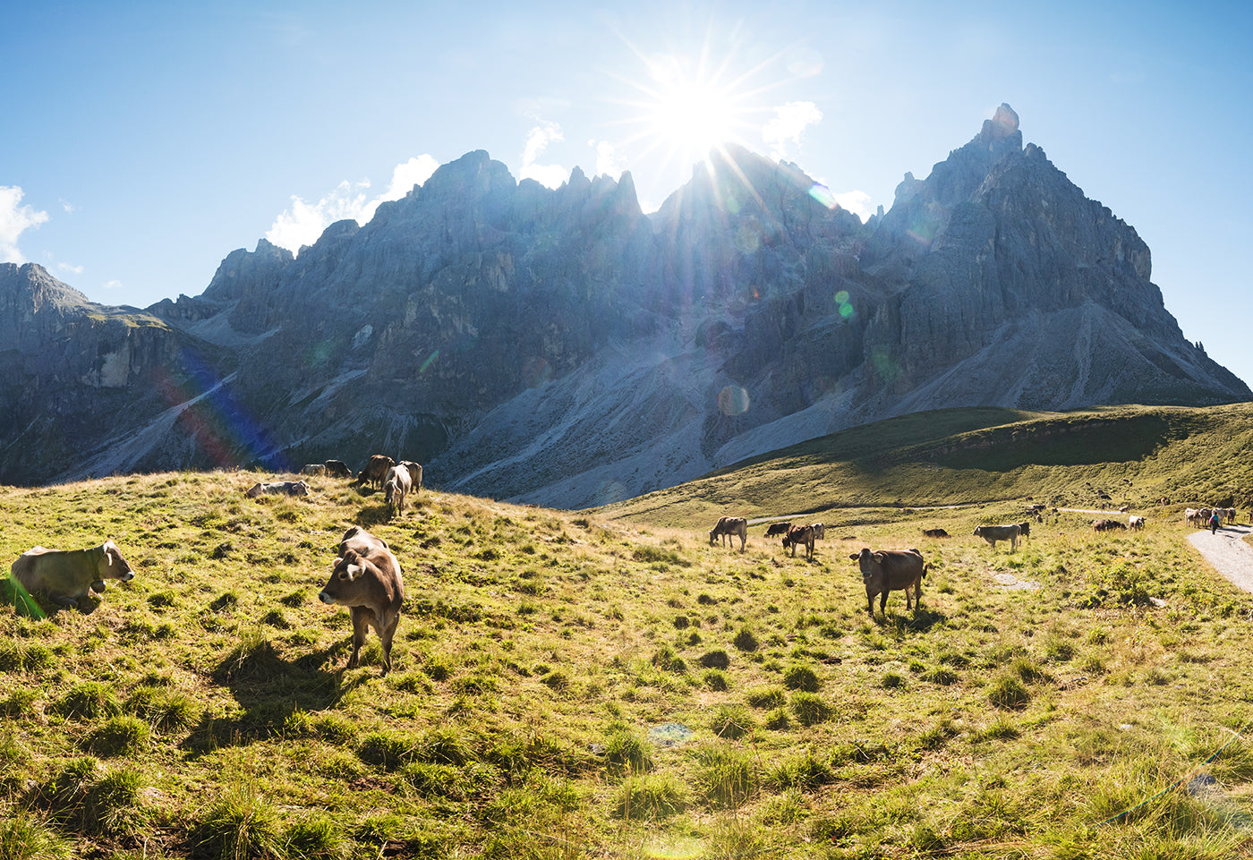 Cows grazing grass a meadow along pathway Alta Via 1 in the Dolomites in northeastern Italy. (Photo: Alexander Fuchs)