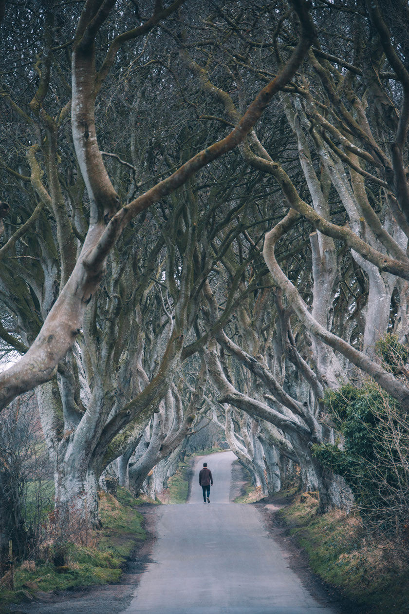 The Dark Hedges, as seen in Game Of Thrones.