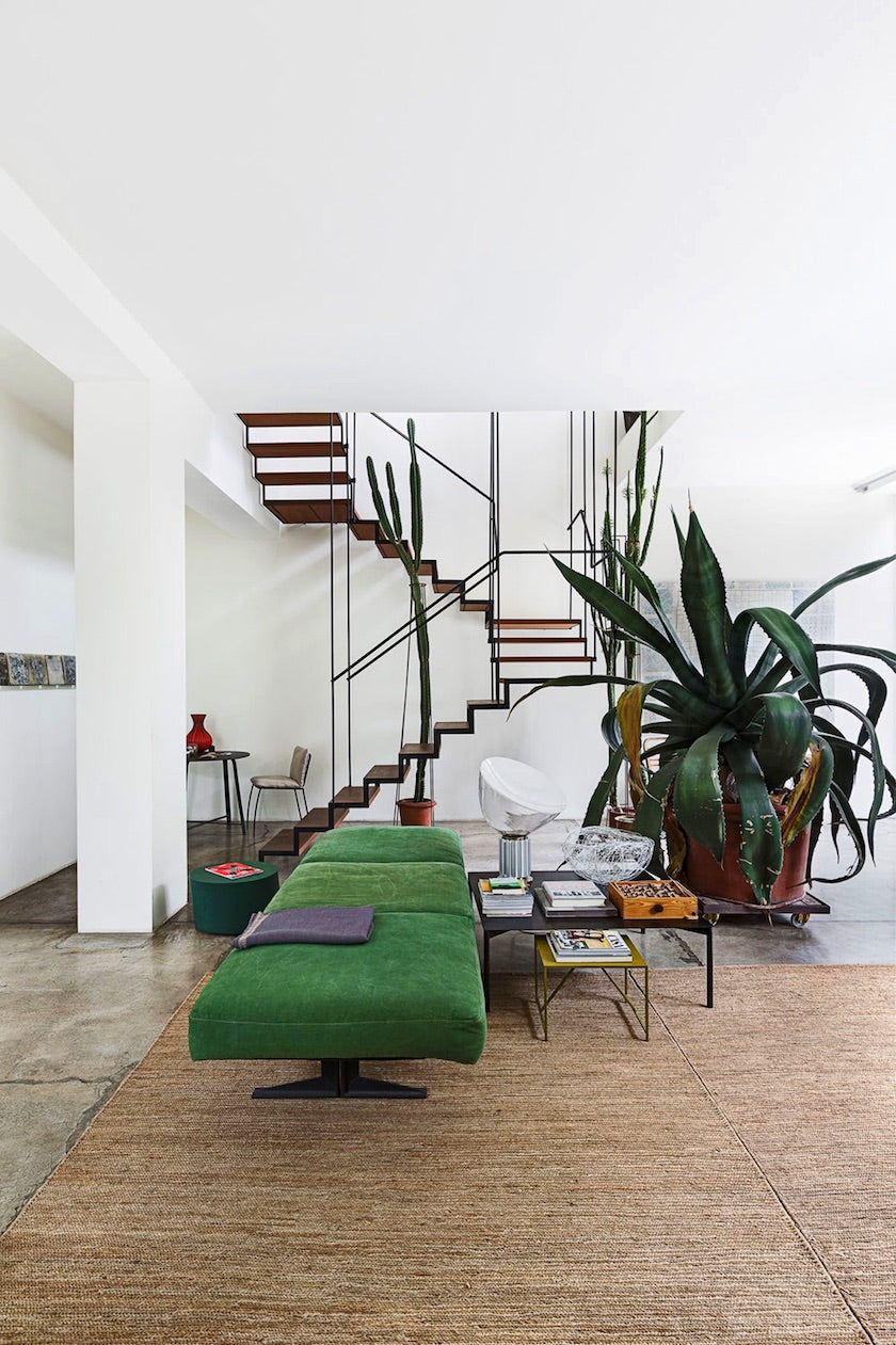 Big agave plant with dark green lancet leaves in a modern living room by a staircase.