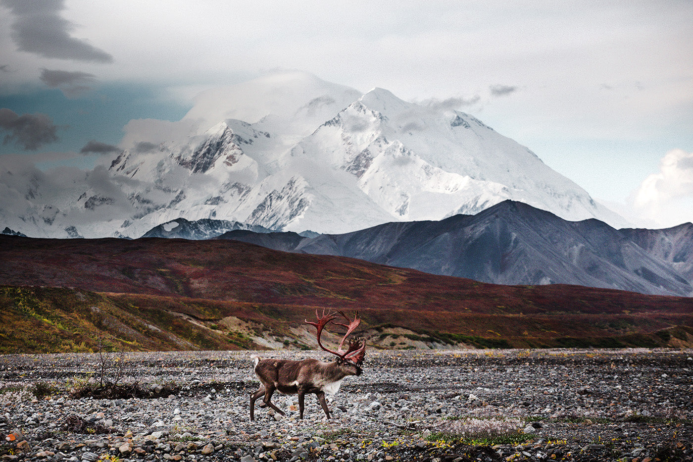 Inside Alaska’s Last Wild Frontier Denali National Park