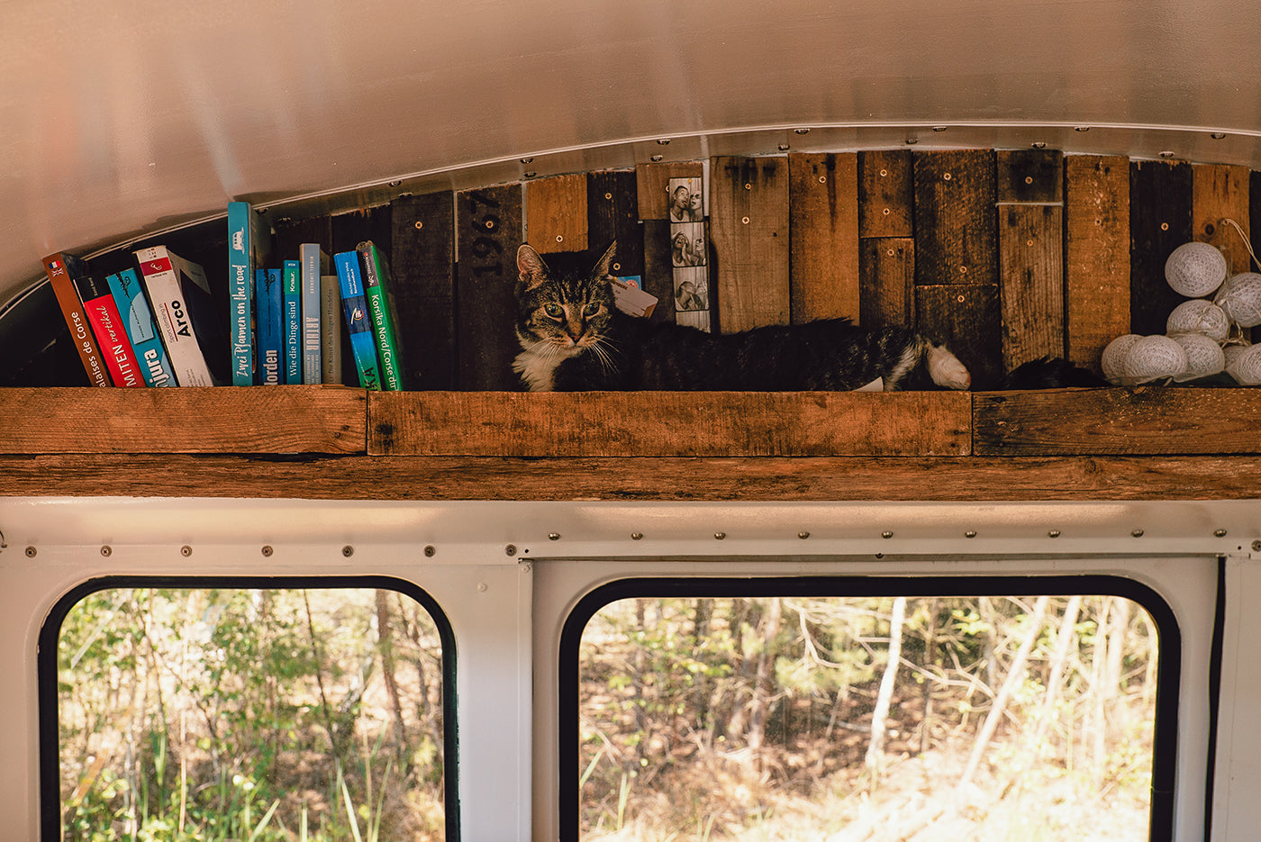 A cat resting in a custom built shelf above a window of the bus. (Photo: Kai Branss)