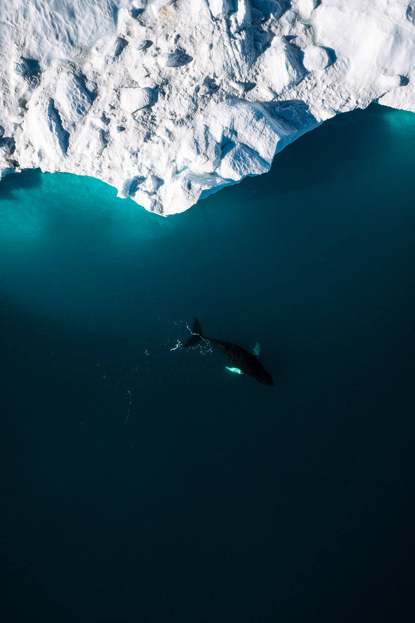 The Silence of Icebergs In The Ocean