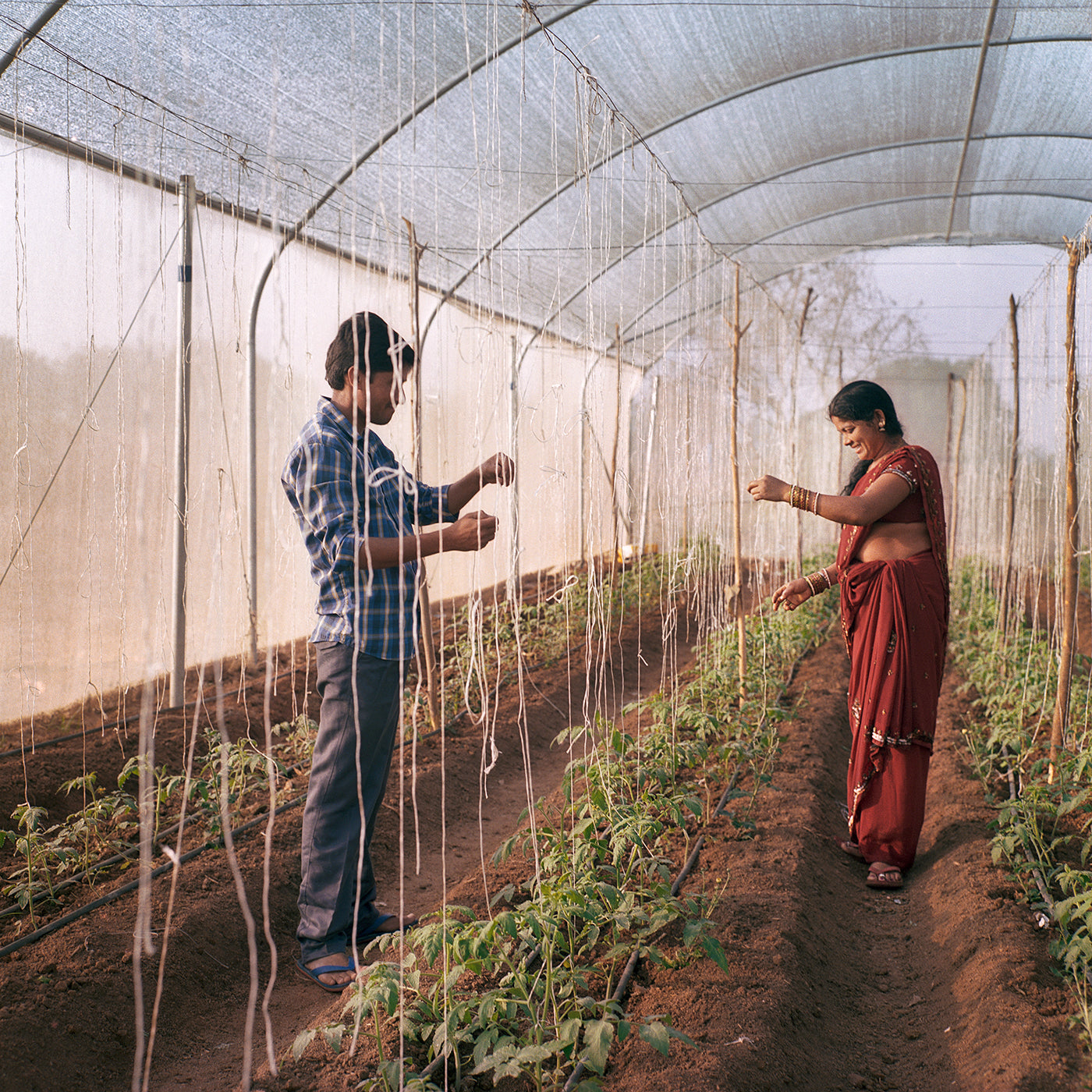 India’s Greenhouse Revolution. Photo: Sara Hylton