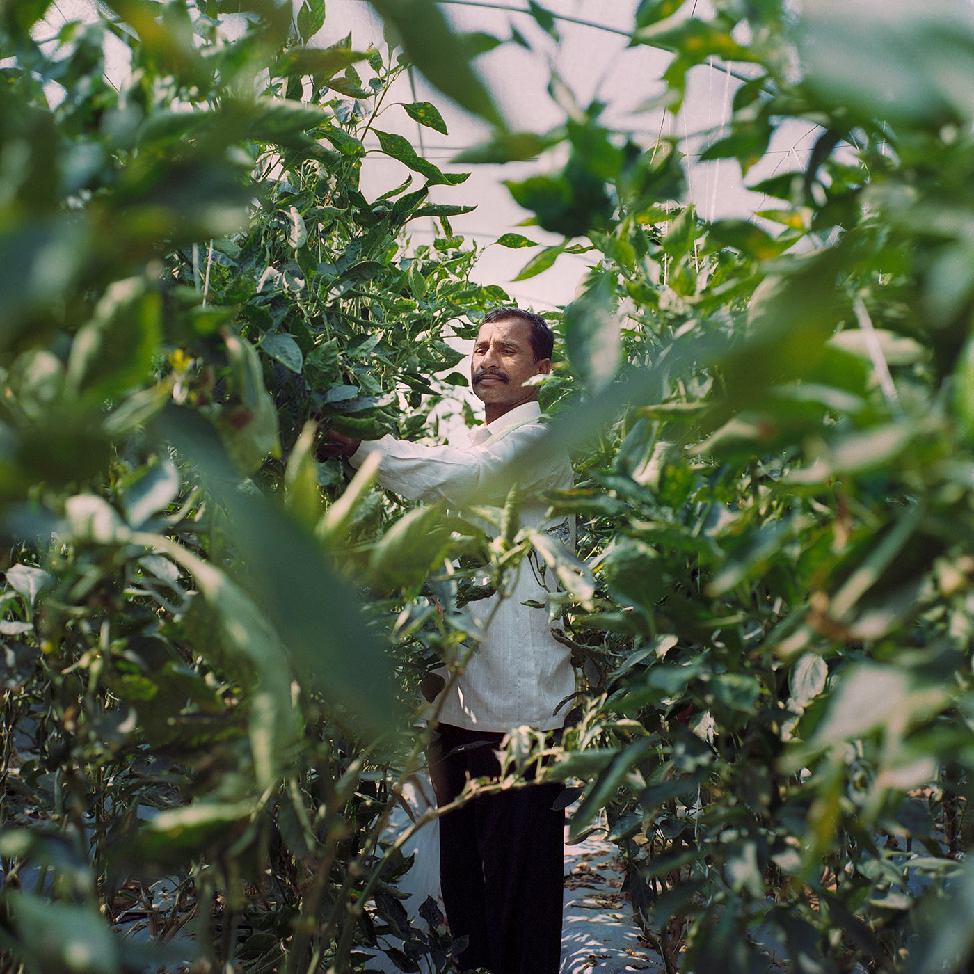 India’s Greenhouse Revolution. Photo: Sara Hylton