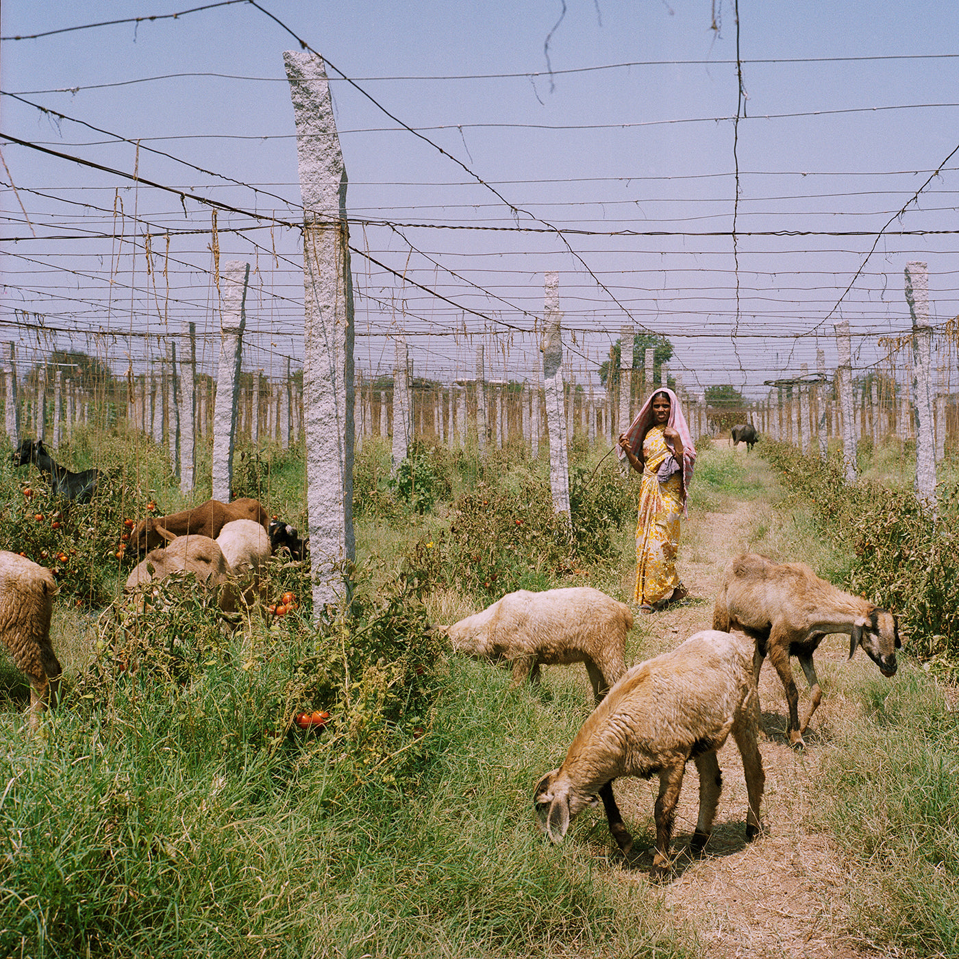 India’s Greenhouse Revolution. Photo: Sara Hylton