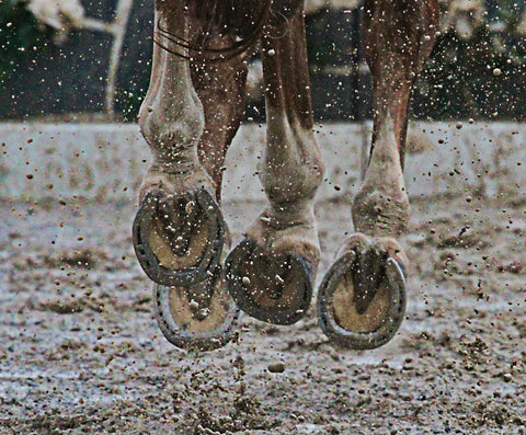 horse hoof mud thrush natural grooming purvida healthy vegan grooming