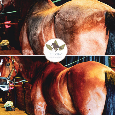 Purvida horse natural grooming