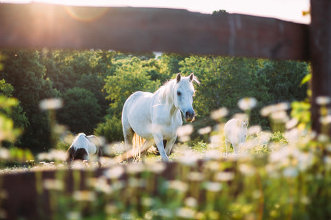 horse barn spring purvida healthy horse natural grooming equestrian