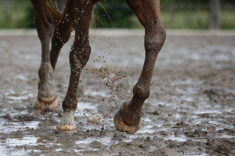 horse mud fever scratches pastern dermatitis purvida healthy horse blog 