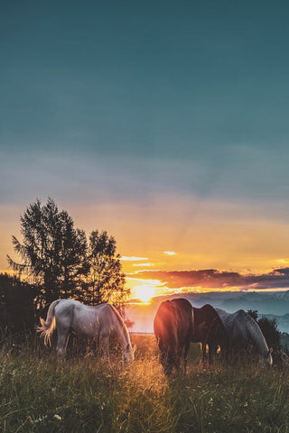 spring farm horses pasture sunset purvida healthy horse blog