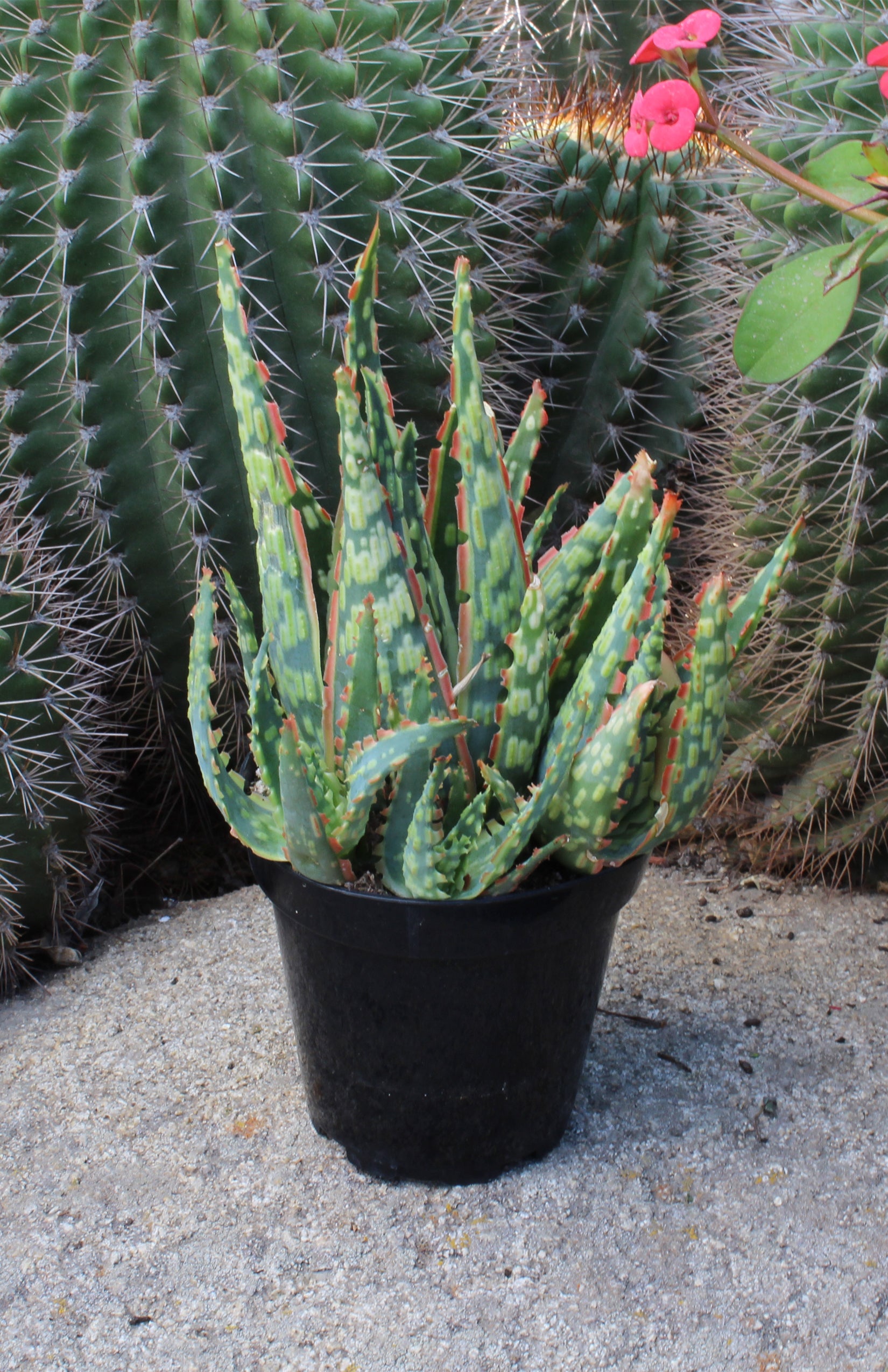 Aloe Krakatoa lifestyle