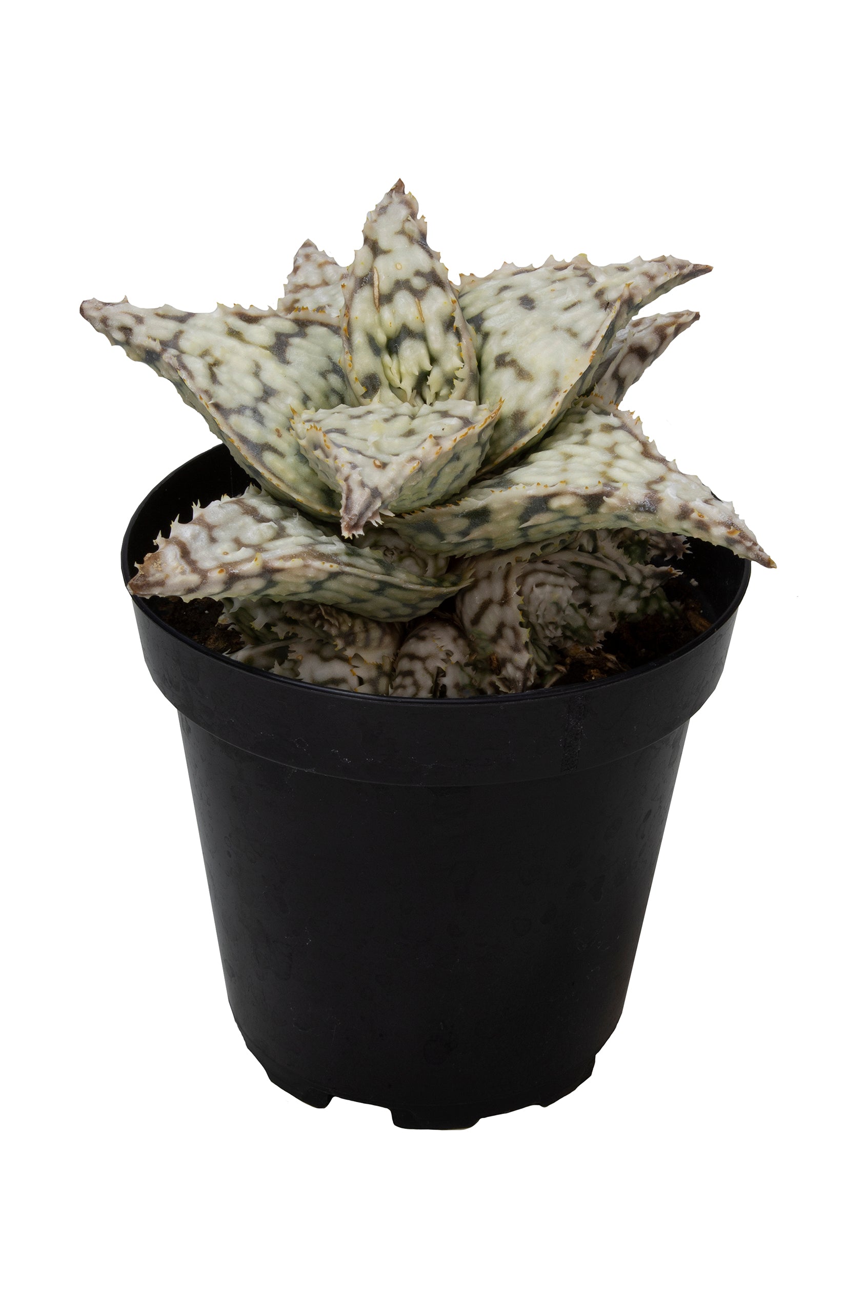 Aloe snowstorm angle white background
