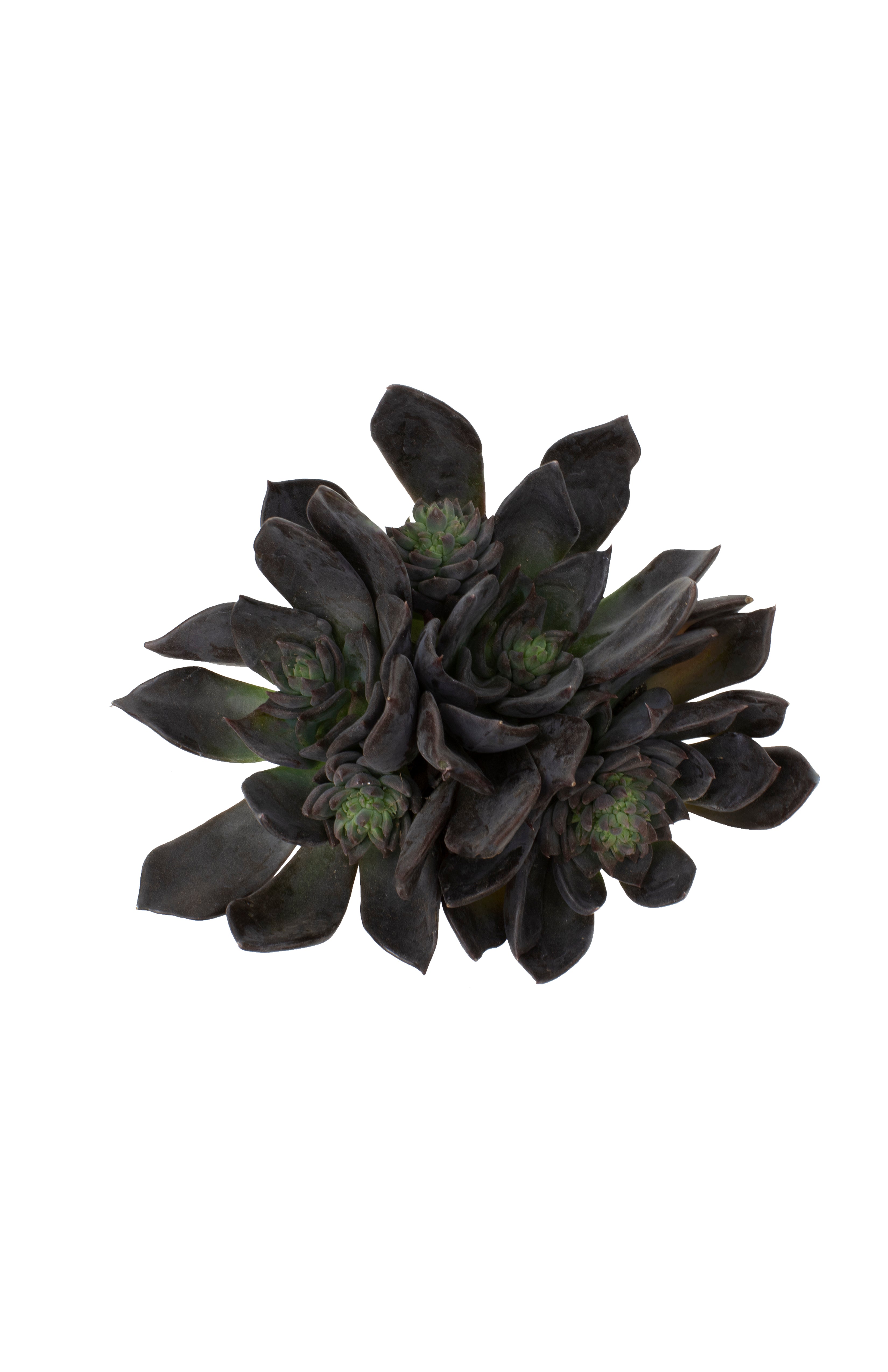 Echeveria 'Dark Moon' US PP28,685 - 2.5”