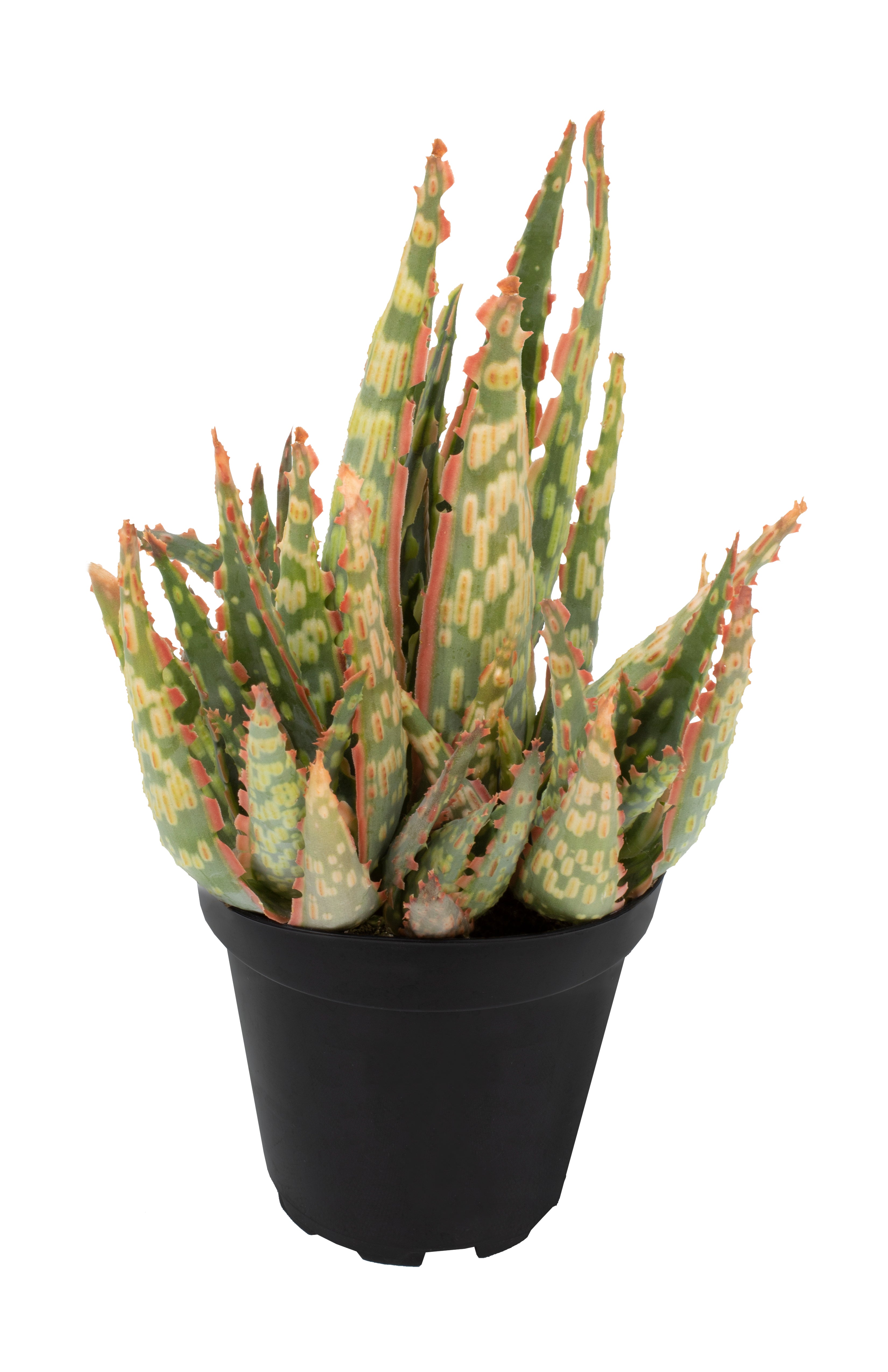 Aloe Krakatoa angle white background