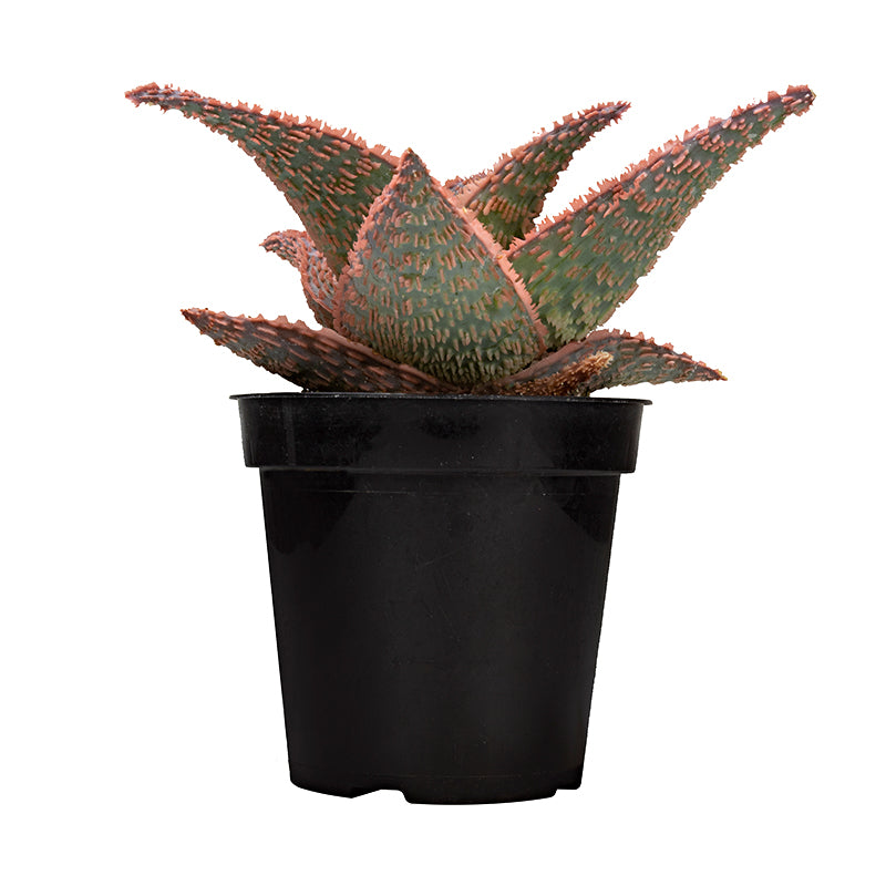 Aloe ‘Delta Rose’ - 5”