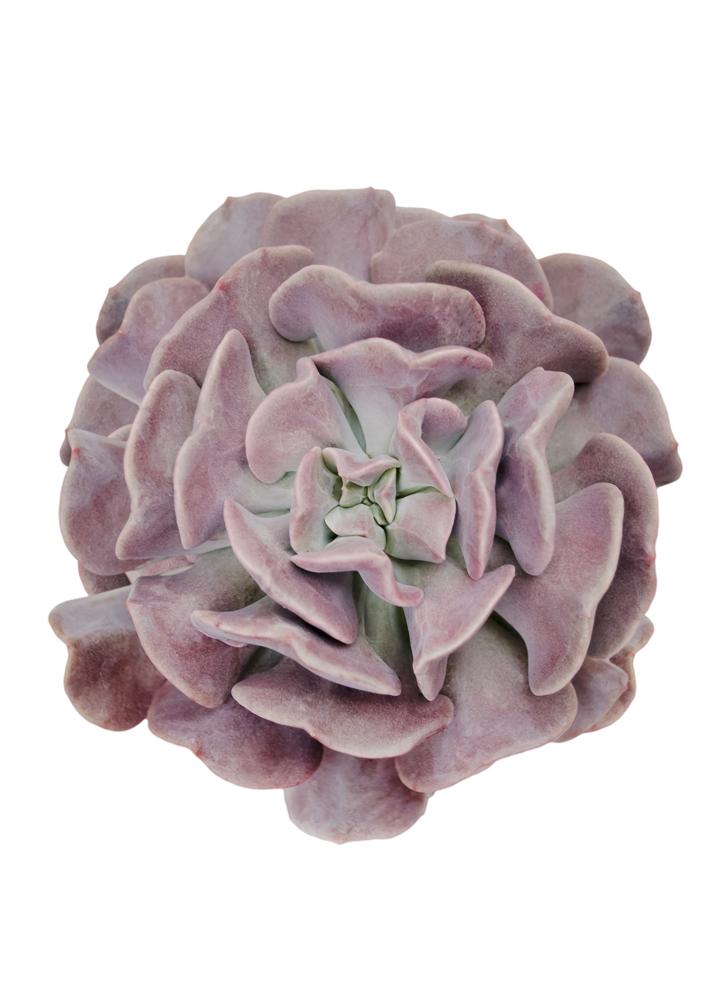 Echeveria 'Cubic Frost' ™ USPP27,527 - 2.5"
