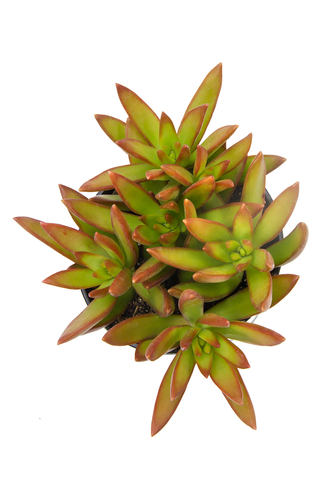 Sedum adolphi Firestorm™ - 3.5"