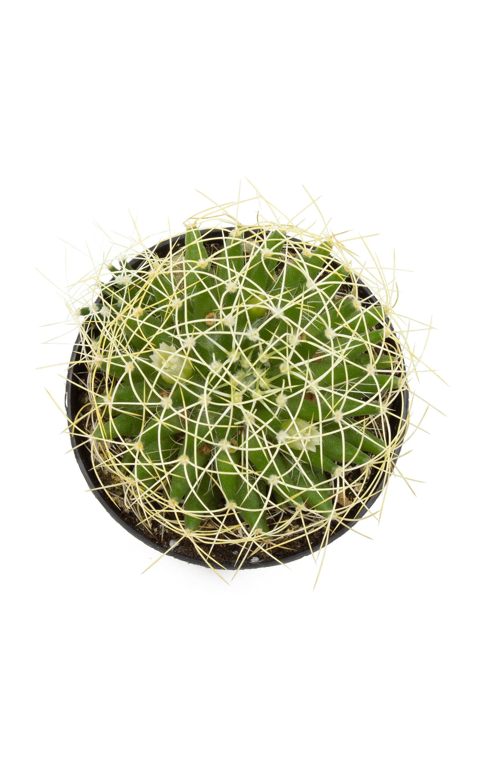 Mammillaria camptotricha "Bird's Nest" - 2.5
