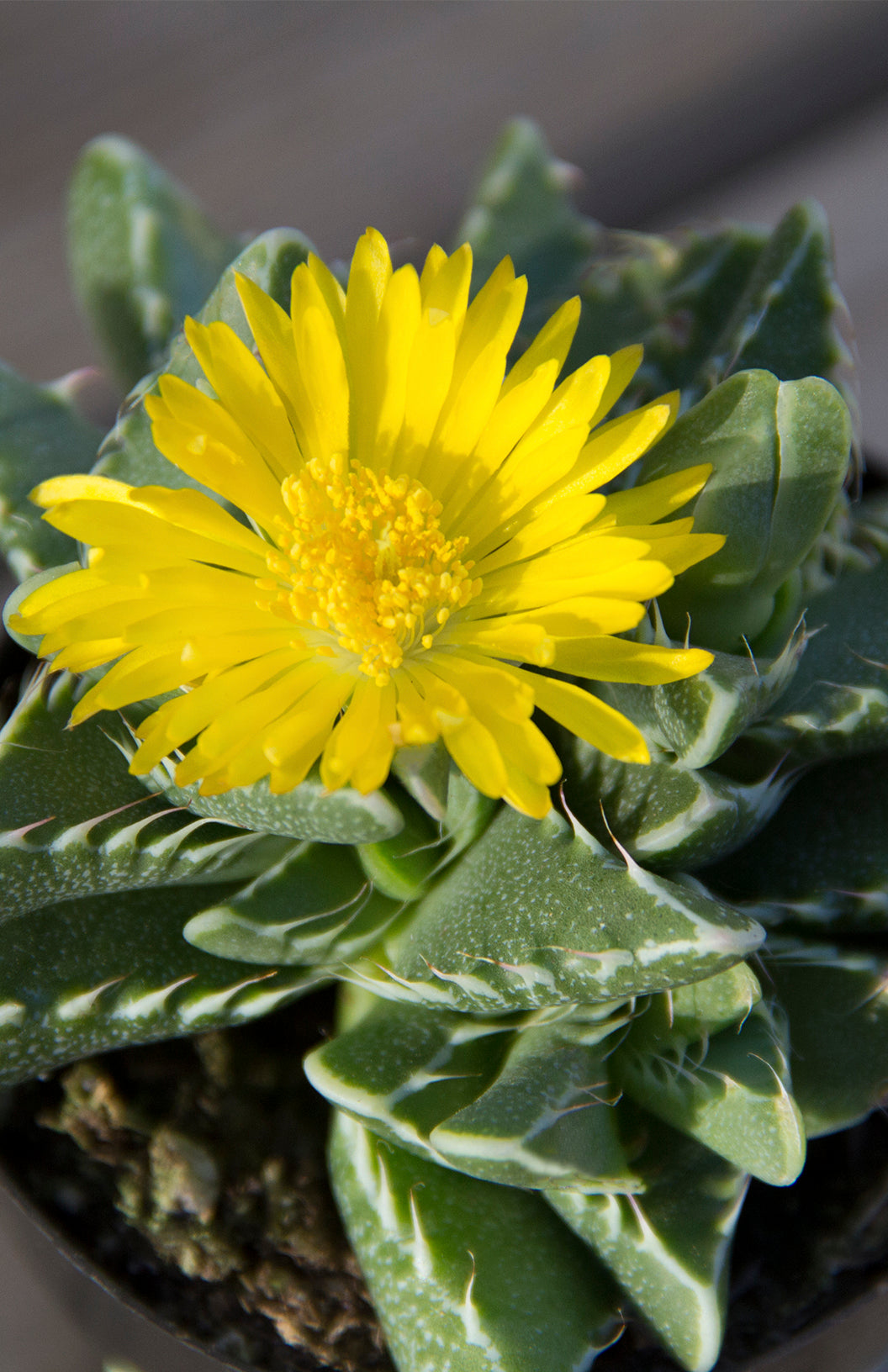 Faucaria tigrina "Tiger Jaws" - 2.5"