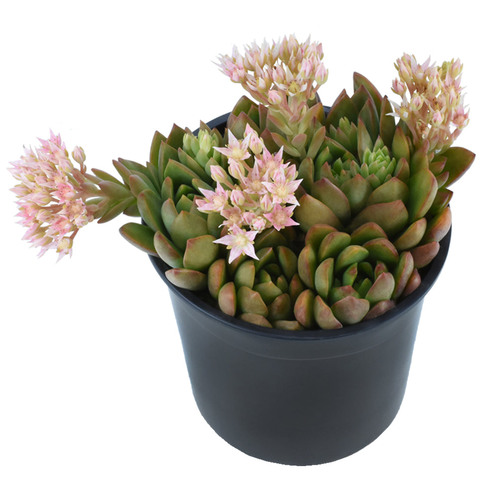 Tacisedum 'Spring Glow' - 3.5"