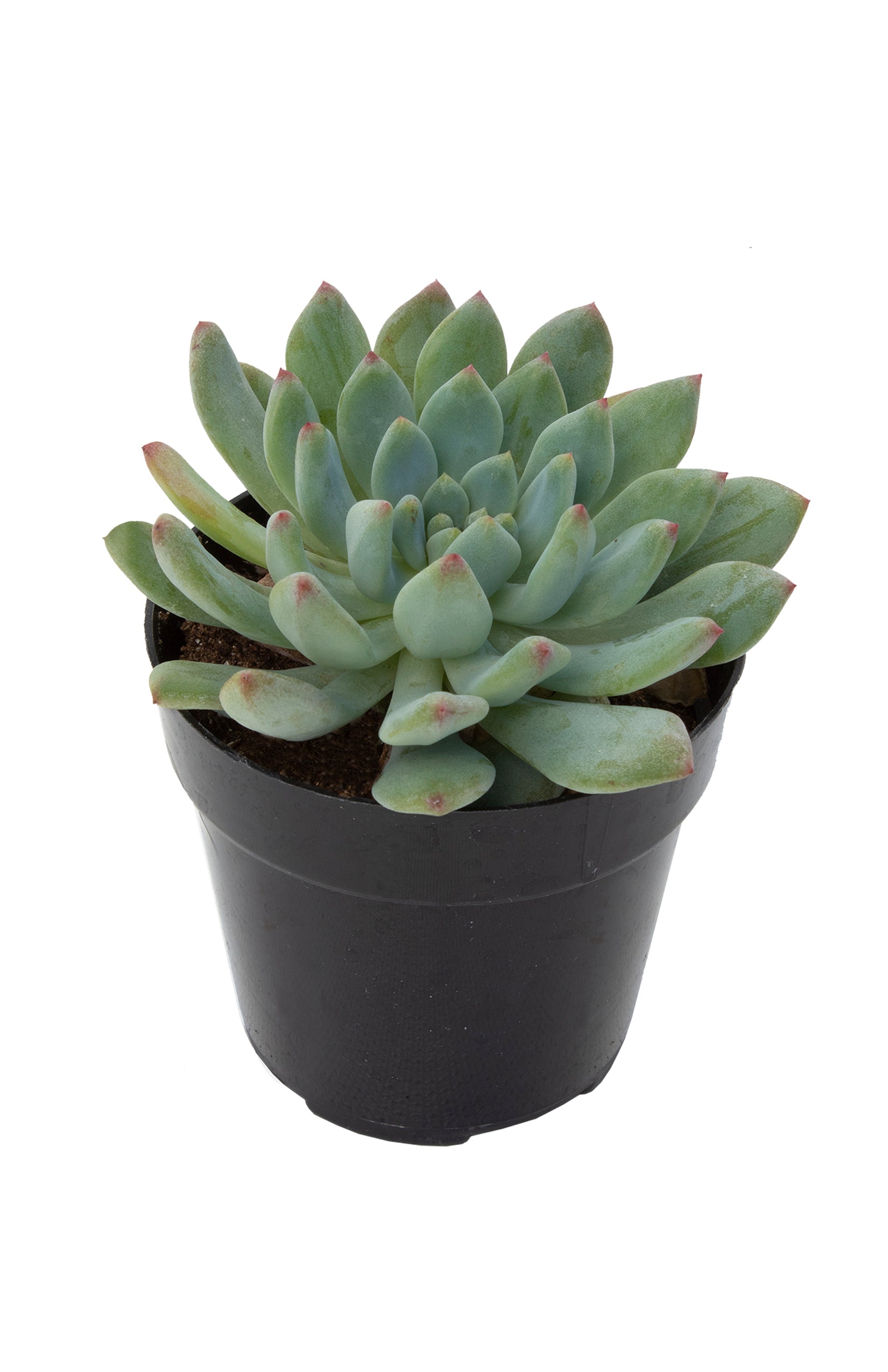 Sedeveria 'Blue Elf' - 3.5"