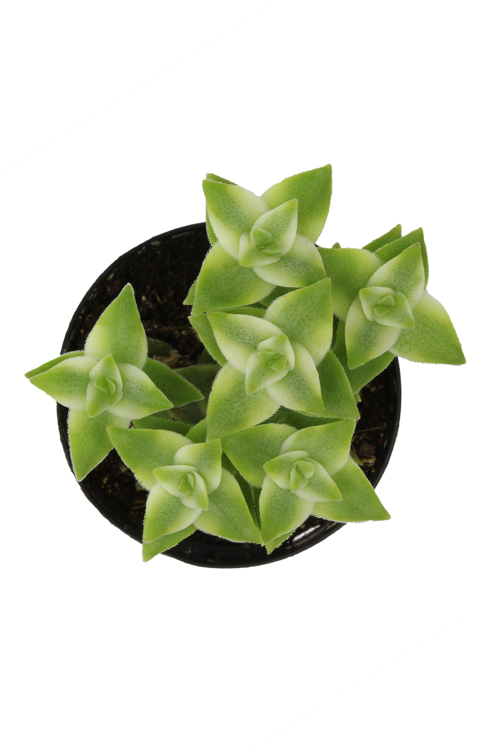 Crassula perforata variegata "Variegated String of Buttons" - 2.5