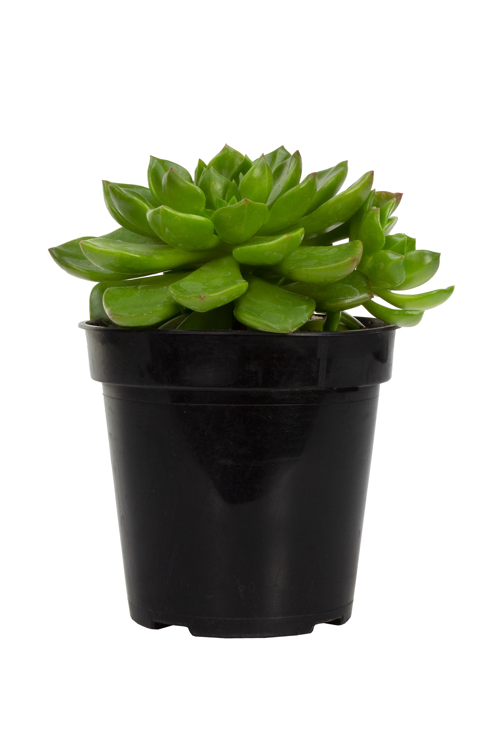 Sedeveria 'Letizia' - 2.5"