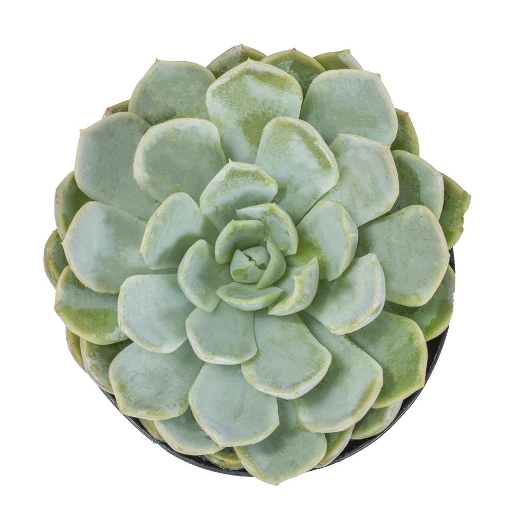 Echeveria elegans hybrid - 3.5”
