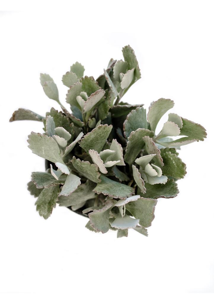 3.5" Kalanchoe pumila 'Frosty Pink'