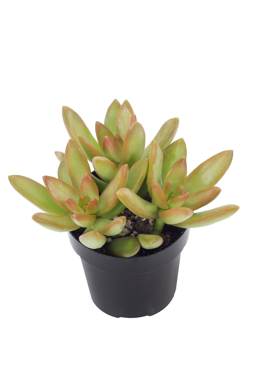 Sedum adolphi “Golden Sedum” - 2.5"
