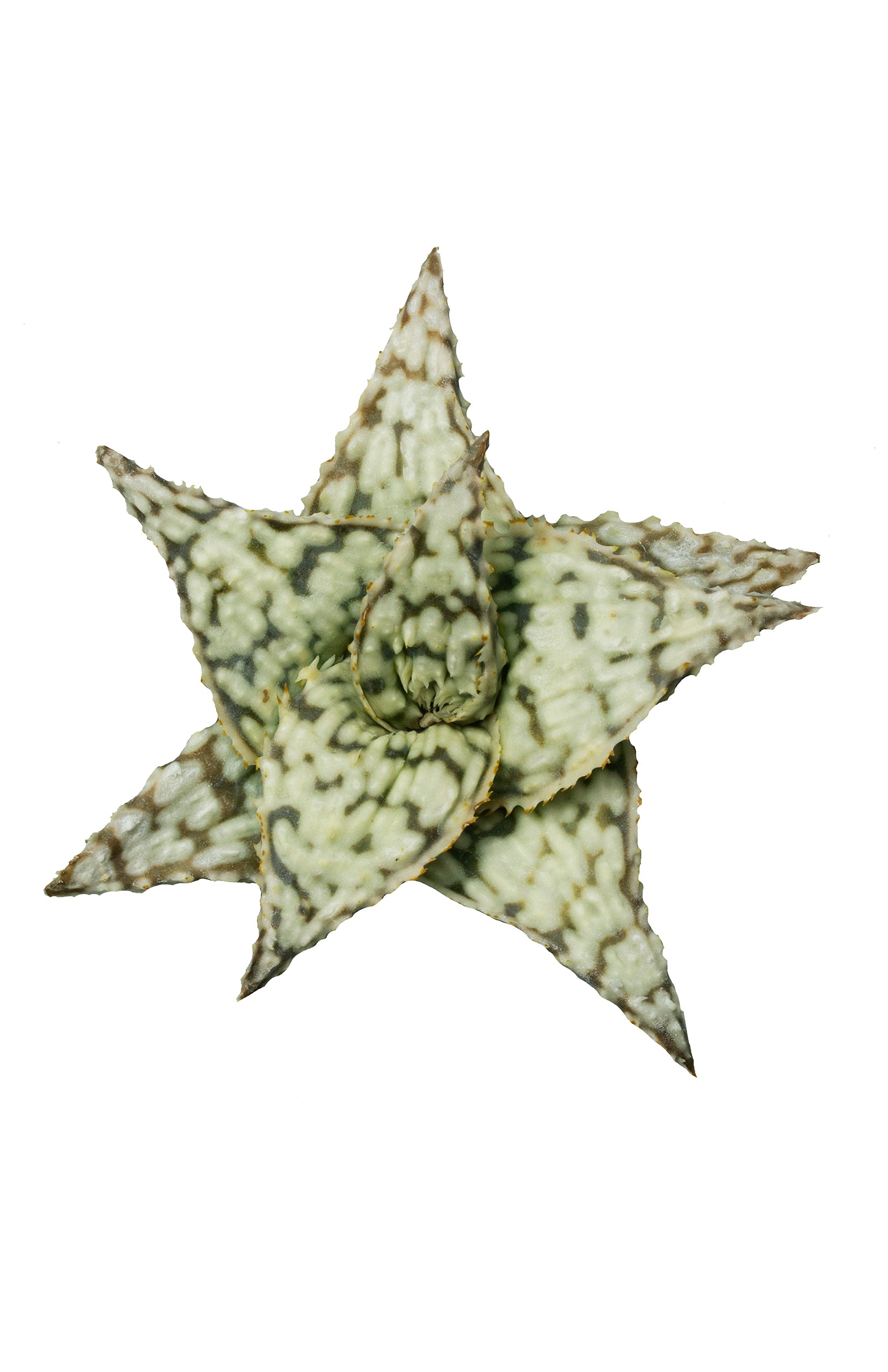 Aloe snowstorm top white background