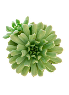 Echeveria 'Irish Mint' - 3.5"