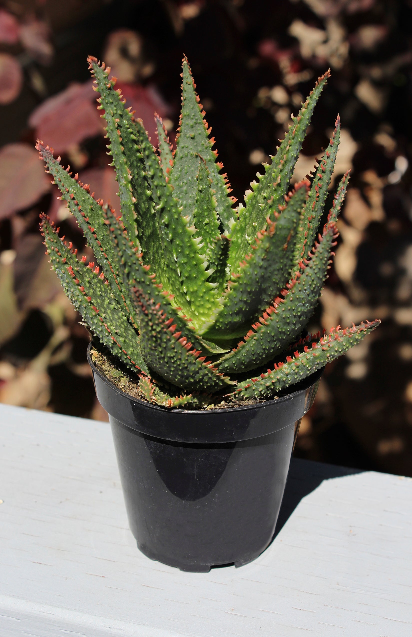 Aloe ‘Talon’ PPAF - 5”