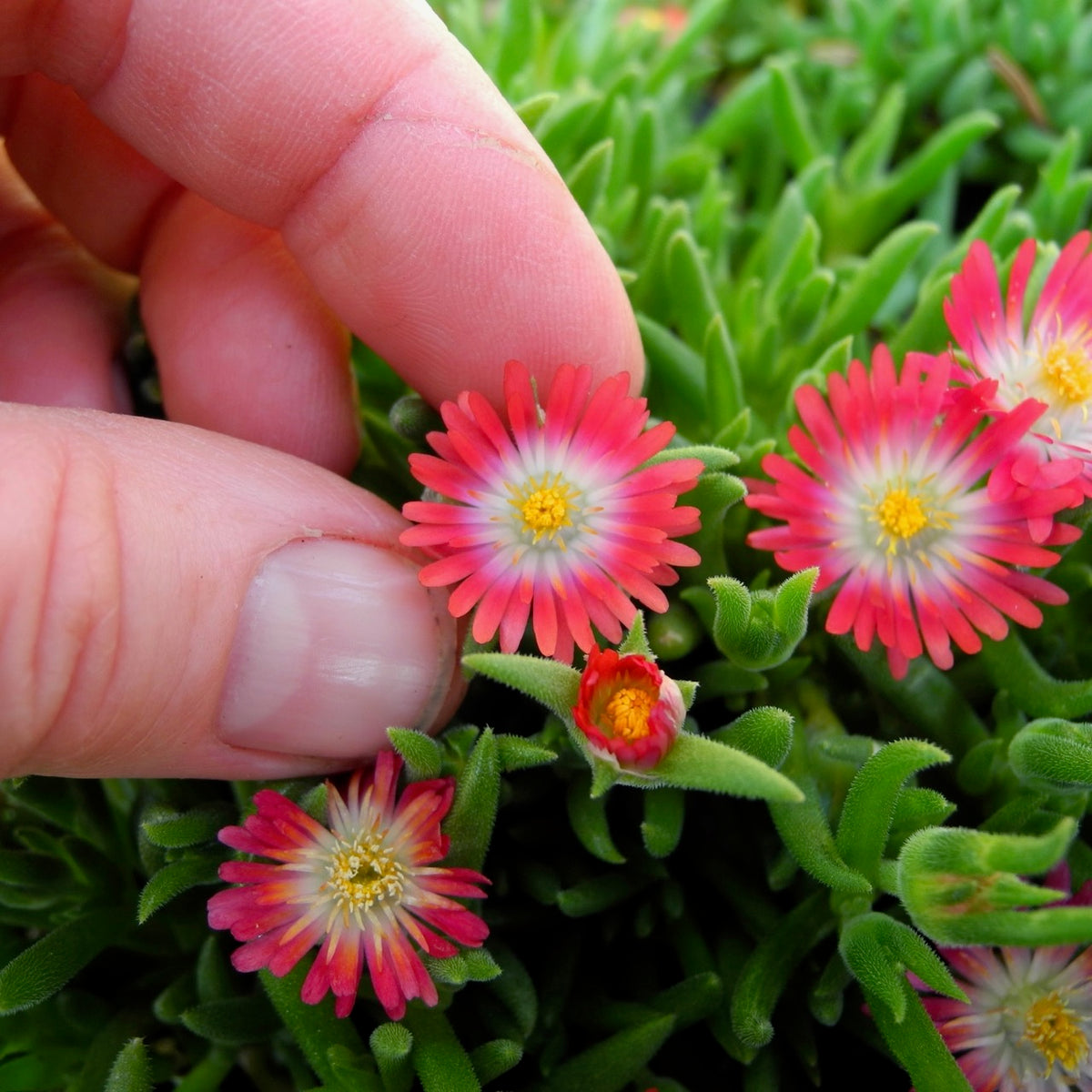Jewel Of Desert Ice Plant Delosperma Cooperi Jewel Of Desert Two Green Thumbs Miniature Garden Center