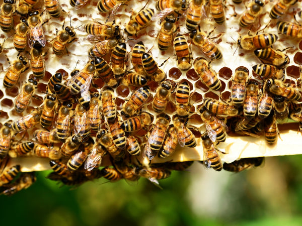 bee sting therapy strange wellness practice