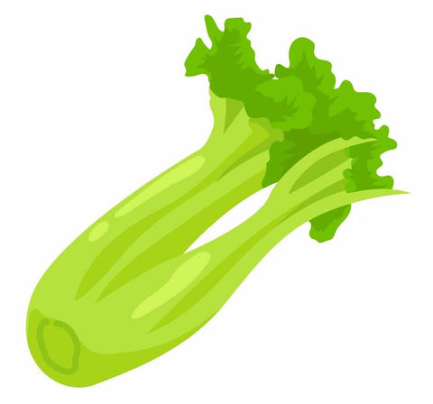 illustration of a bunch of celery