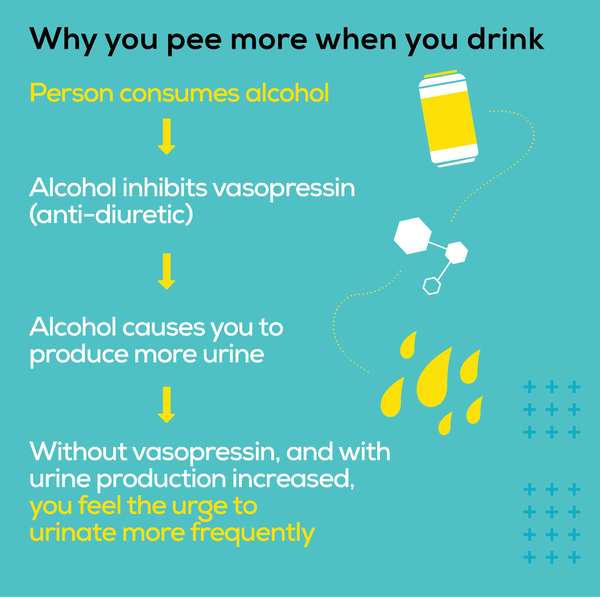 Graphic showing the many mechanisms that cause you to pee more when you drink.