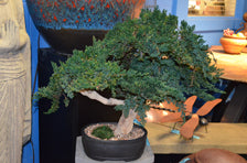 Coastal Bonsai Tree