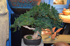 Costal Bonsai