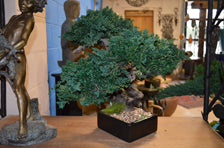 Costal Sankan Bonsai Tree