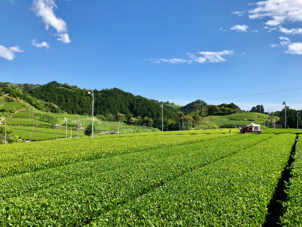 Lush fields of tea in Japan. Endless green fields and trees are topped by a vibrant blue sky.