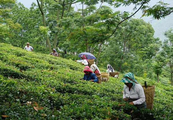 A team of tea pickers in Darjeeling. Wearing head coverings to protect them from the sun, with traditional baskets on their backs to put the freshly picked loose leaves into.